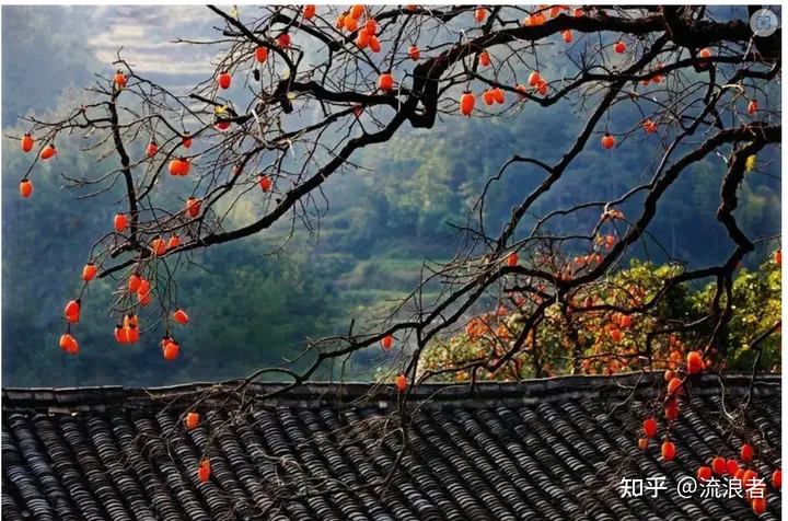 我喜欢这种柿子树。意境就是：停车坐爱枫林晚。是隐士那种自由自在的生活。
